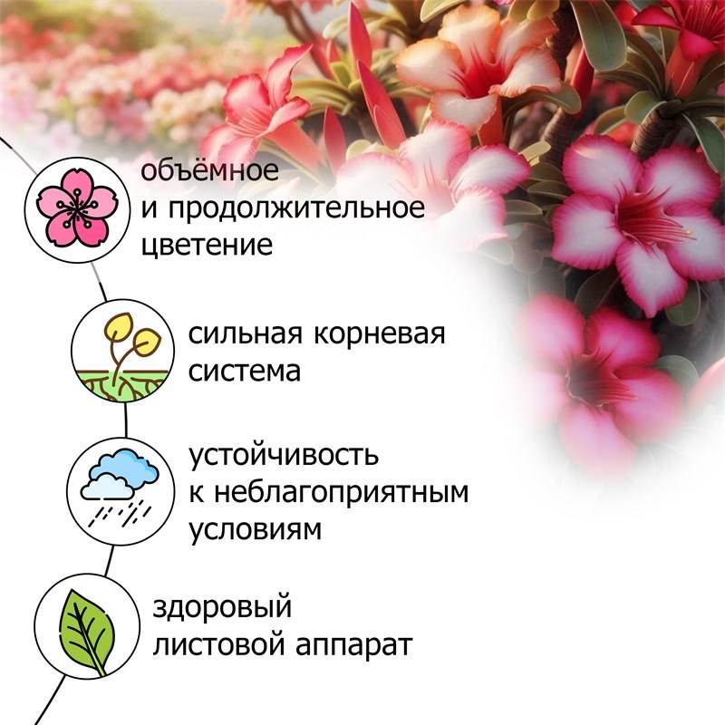 ba0ee110-6ab3-11ef-849f-00d8617040a4_4