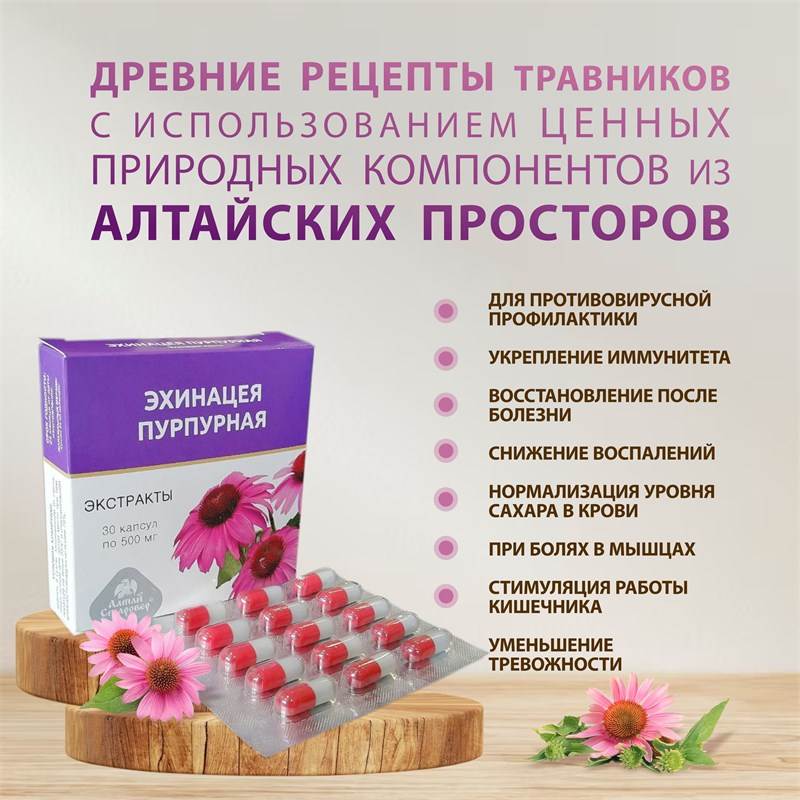 Эхинацея 3