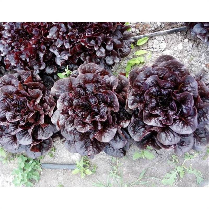 Снимок экрана 2025-04-18 091629