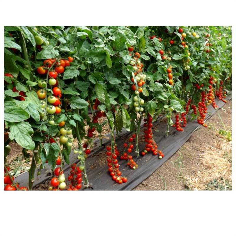 Семена ТОМАТ ИНДЕТЕРМИНАНТНЫЙ ЭКЗОТИКА РИО БАМБИНО F1 5000 шт