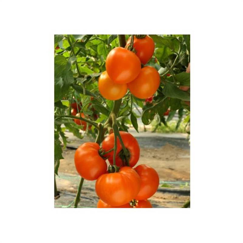 Семена ТОМАТ ИНДЕТЕРМИНАНТНЫЙ ЭКЗОТИКА САМГОЛД F1 250 шт