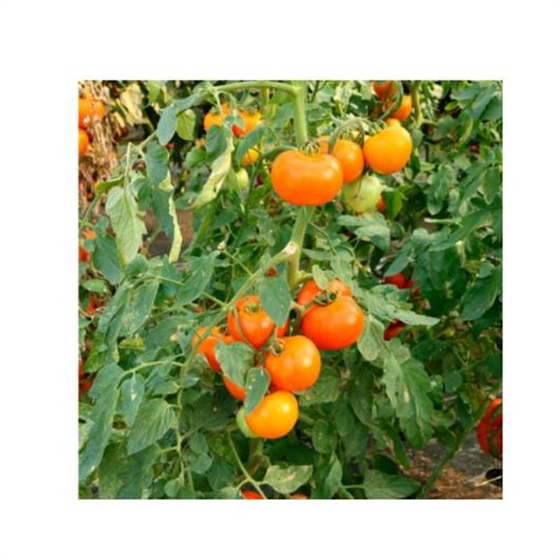 Семена ТОМАТ ИНДЕТЕРМИНАНТНЫЙ ЭКЗОТИКА САМГОЛД F1 50 шт
