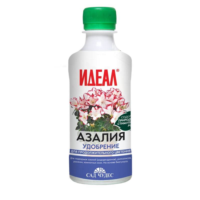 Азалия 0,25 1