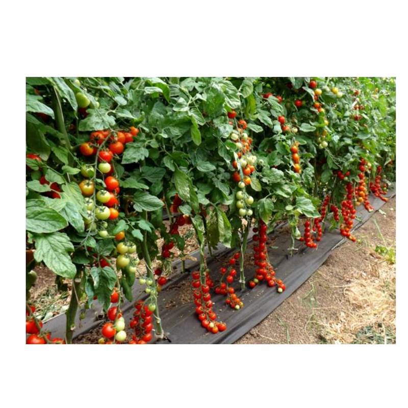 Снимок экрана 2025-04-18 150206