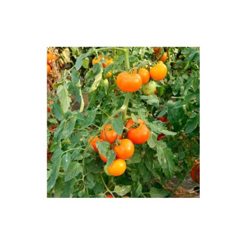 Снимок экрана 2025-04-28 102815