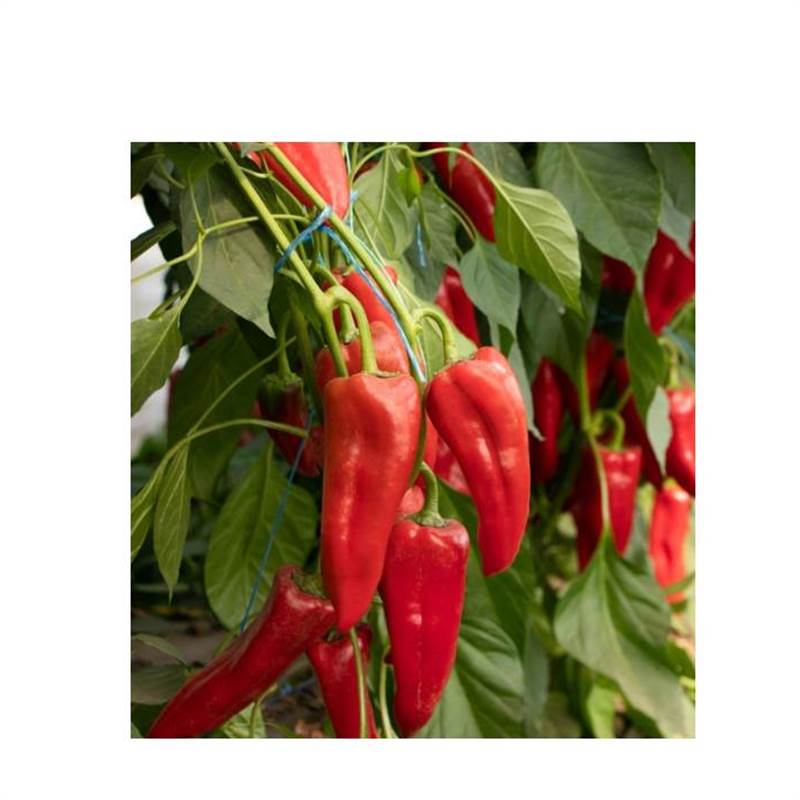 Семена ПЕРЕЦ СЛАДКИЙ СИВРИЯ БАРИЛЛА F1 50 шт