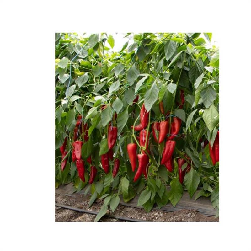 Снимок экрана 2025-04-25 133059