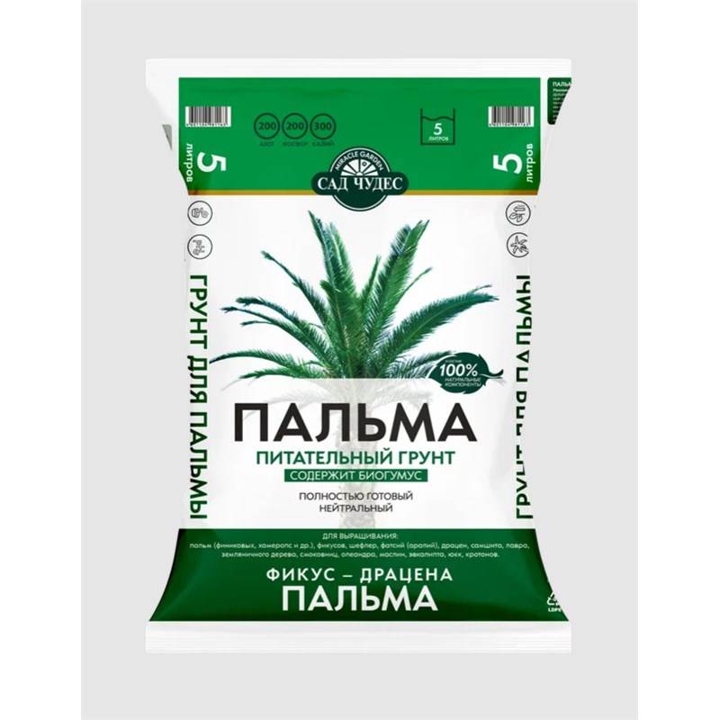 пальма 5