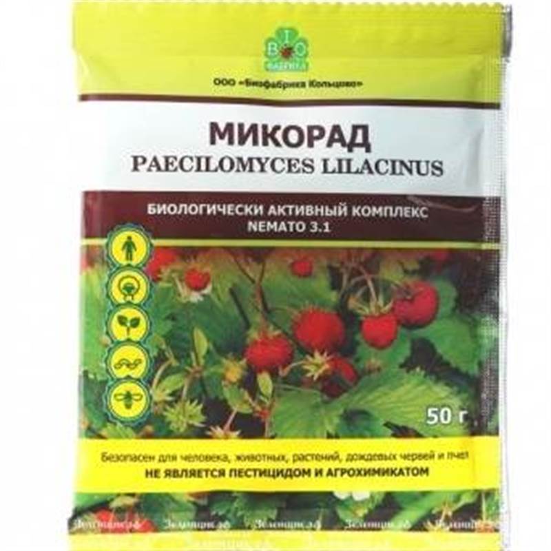 3.1 50gr