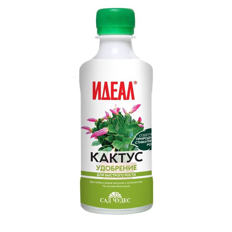 Кактус 0,25