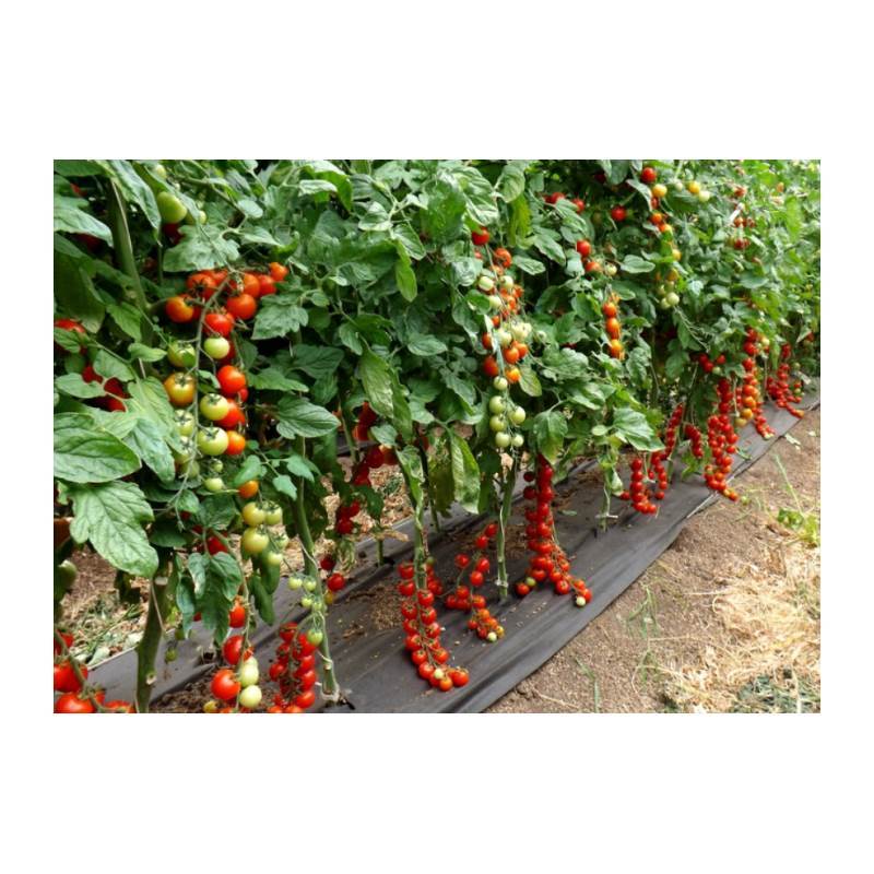 Семена ТОМАТ ИНДЕТЕРМИНАНТНЫЙ ЭКЗОТИКА РИО БАМБИНО F1 1000 шт