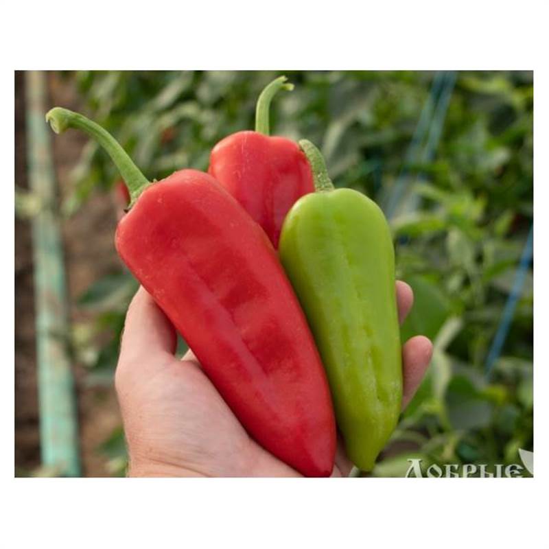 Семена ПЕРЕЦ СЛАДКИЙ СИВРИЯ БАРИЛЛА F1 5000 шт