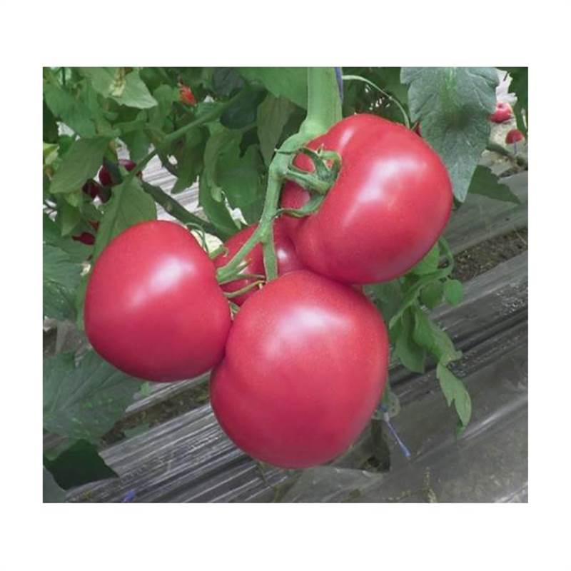 Семена ТОМАТ ИНДЕТЕРМИНАНТНЫЙ РОЗОВОПЛОДНЫЙ ДЛЯ ПЛЁНОЧНЫХ ТЕПЛИЦ ТЭСТИ ДРИМ F1 5000 шт